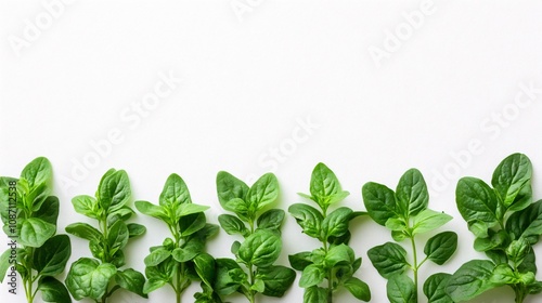 Isolated on white background oregano sprigs with tiny oval leaves arranged neatly to emphasize freshness and side empty space for text Stockphoto style photo