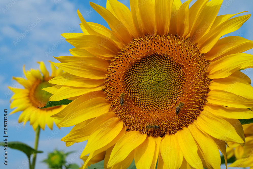 On the field of sunflowers little working bees sits on the sunflower On the field of sunflowers little working bees sits on the sunflower