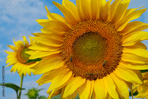 On the field of sunflowers little working bees sits on the sunflower