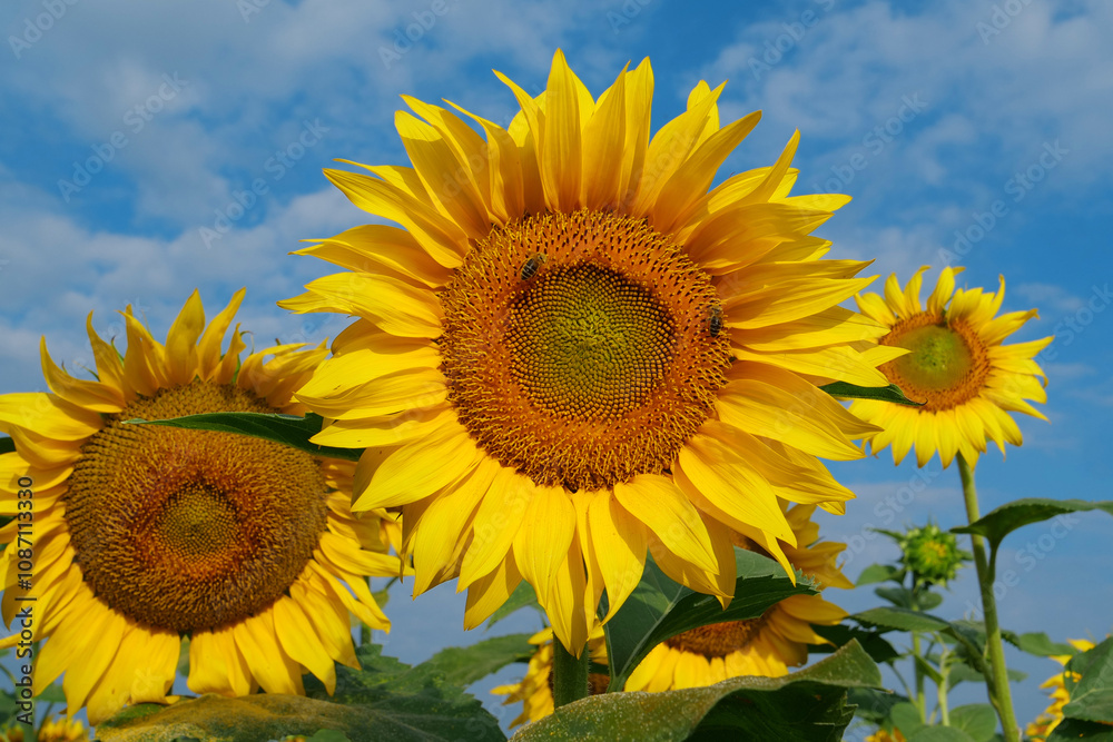 On the field of sunflowers little working bees sits on the sunflower On the field of sunflowers little working bees sits on the sunflower