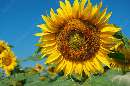 Worker bees on beautiful sunflowers in the field. Bees are very useful insects