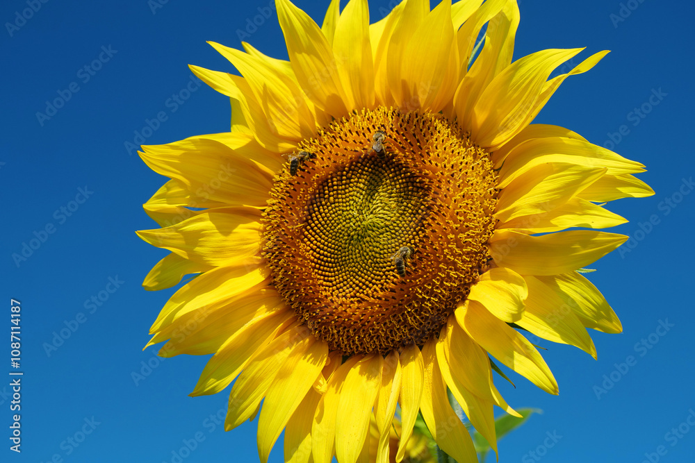 Field of beautiful sunflowers with many bees working. Bees are hard at work Field of beautiful sunflowers with many bees working. Bees are hard at work