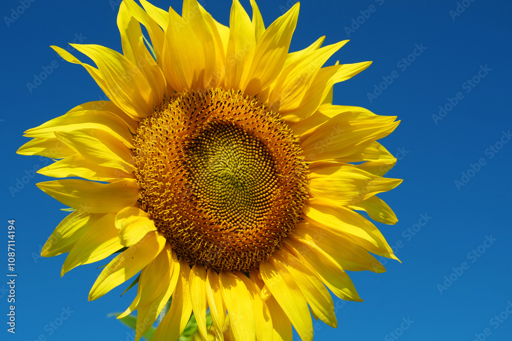 Field of beautiful yellow sunflowers Field of beautiful yellow sunflowers