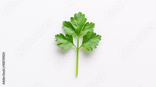 Isolated on white background single parsley leaf centered for a minimalist fresh herb focus and side empty space for text Stockphoto style