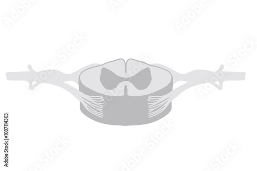 Vector of a diagram showing a cross-section of the spinal cord
