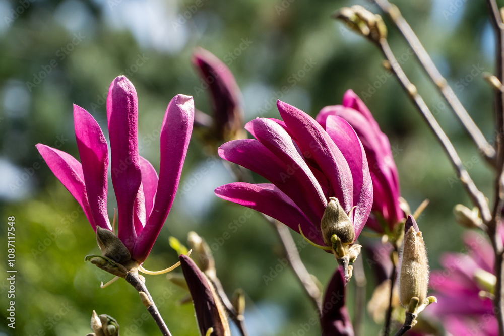 Beautiful petals of large pink Susan magnolia flowers (Magnolia liliiflora x Magnolia stellata) against blurred background of spring garden greenery. Selective focus. Nature concept for spring design Beautiful petals of large pink Susan magnolia flowers (Magnolia liliiflora x Magnolia stellata) against blurred background of spring garden greenery. Selective focus. Nature concept for spring design