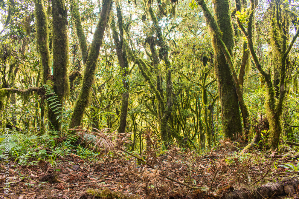 Sun bathed Araucaria moist forest (mixed ombrophilous forest) covered in moss - Sao Francisco de Paula, South of Brazil Sun bathed Araucaria moist forest (mixed ombrophilous forest) covered in moss - Sao Francisco de Paula, South of Brazil