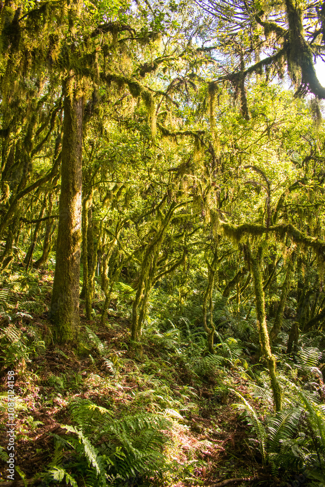 Sun bathed Araucaria moist forest (mixed ombrophilous forest) covered in moss - Sao Francisco de Paula, South of Brazil Sun bathed Araucaria moist forest (mixed ombrophilous forest) covered in moss - Sao Francisco de Paula, South of Brazil