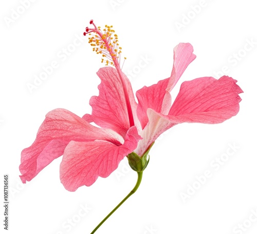 Hibiscus or rose mallow flower, Tropical pink flower isolated on white background, with clipping path photo