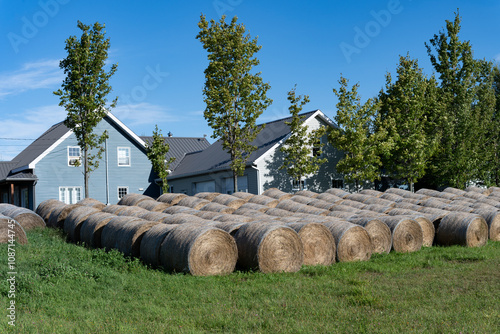 Hay rolls in a field with a house in the background