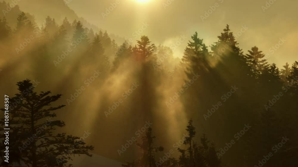 Sunlight pierces through fog in the larch forest, creating a mystical atmosphere