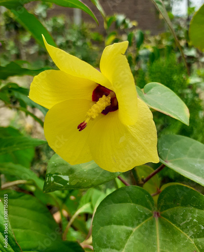 Yellow hibiscus tiliaceus or sea hibiscus flower  photo