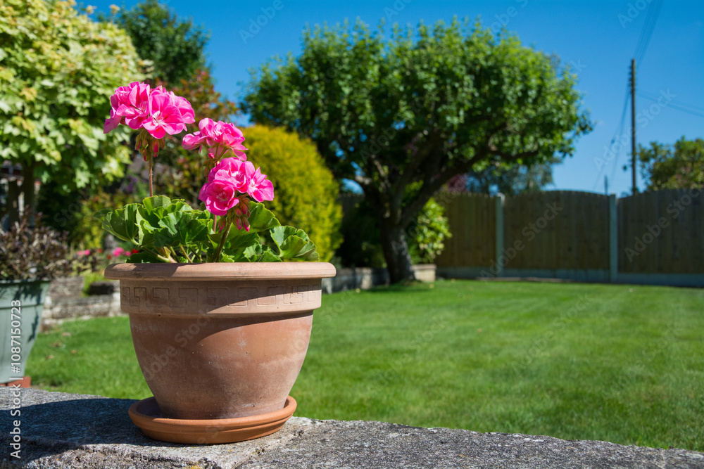 Potted pink Geraniums (Pelargonium) in an English garden on a sunny summer day. With copy space. Ideal for gardening topics. Potted pink Geraniums (Pelargonium) in an English garden on a sunny summer day. With copy space. Ideal for gardening topics.
