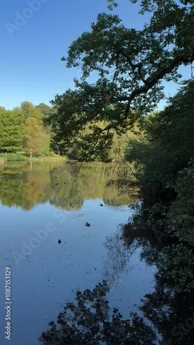 reflection of trees in water