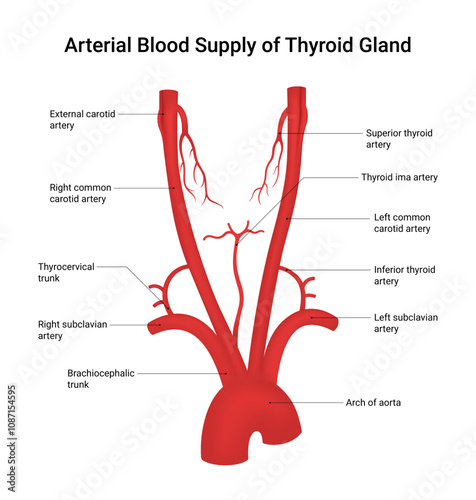 Arterial Blood Supply of Thyroid Gland