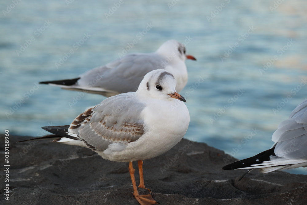 Fototapeta premium 港の岸壁に立つユリカモメ