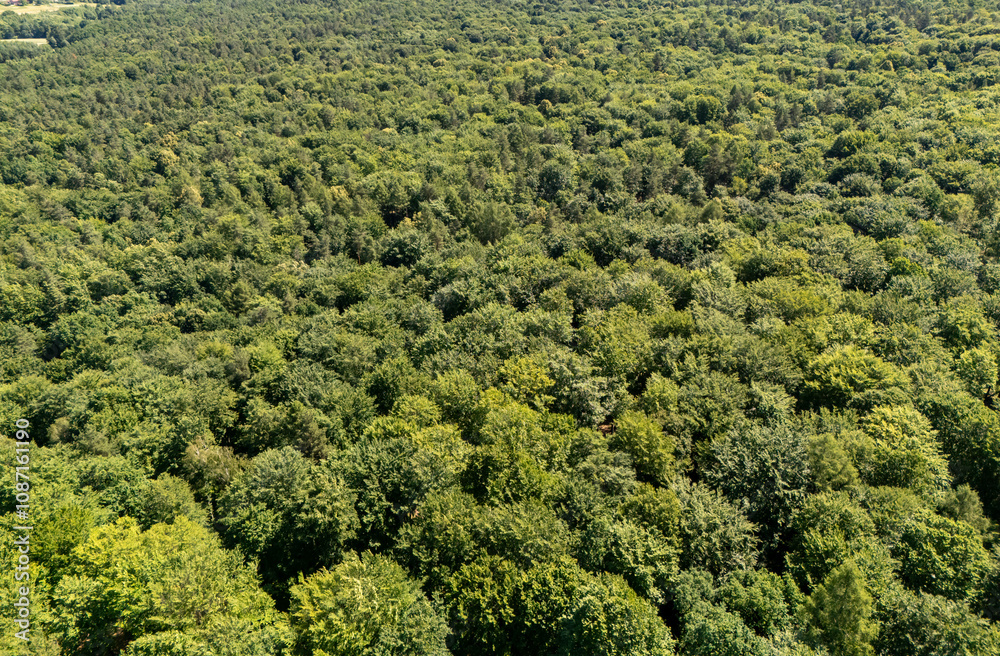 Aerial view of a lush green forest showcasing diverse tree types and dense foliage, symbolizing the beauty of nature and the importance of ecological conservation. Aerial view of a lush green forest showcasing diverse tree types and dense foliage, symbolizing the beauty of nature and the importance of ecological conservation.