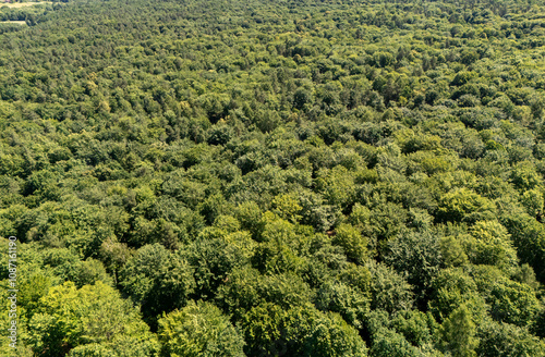 Aerial view of a lush green forest showcasing diverse tree types and dense foliage, symbolizing the beauty of nature and the importance of ecological conservation.