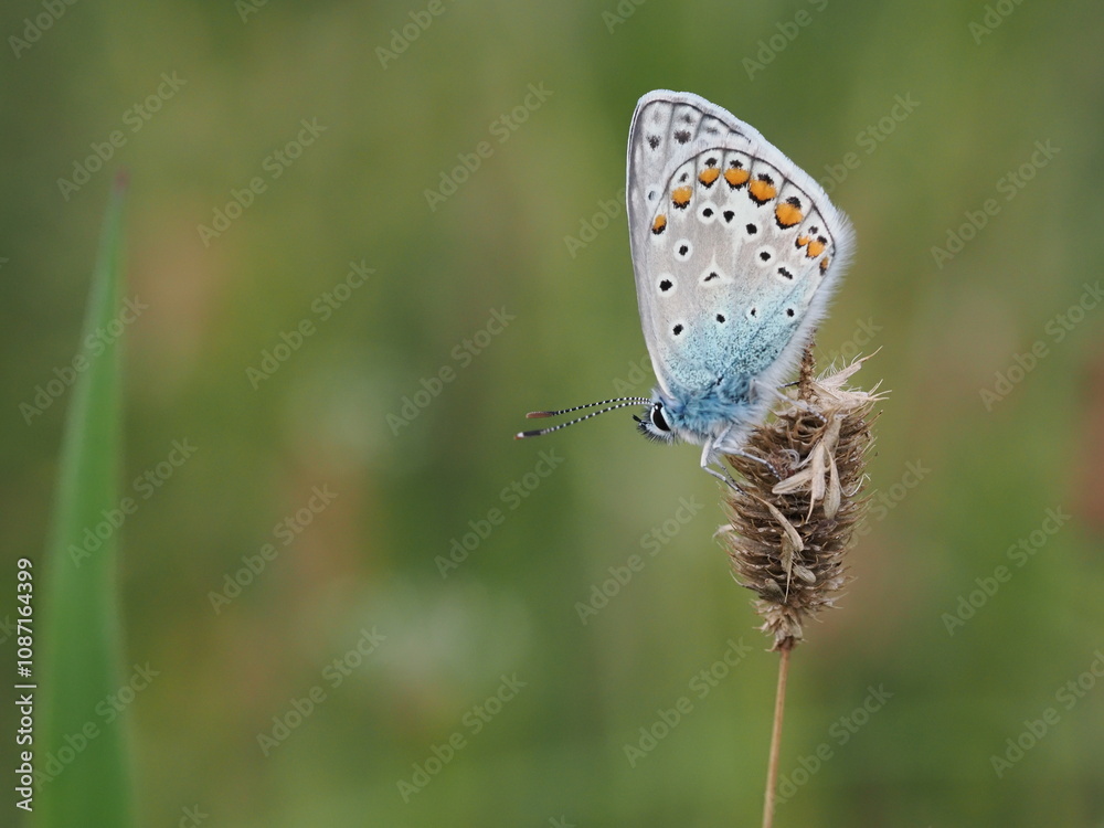 Modraszek ikar (Polyommatus icarus) wśród traw Modraszek ikar (Polyommatus icarus) wśród traw