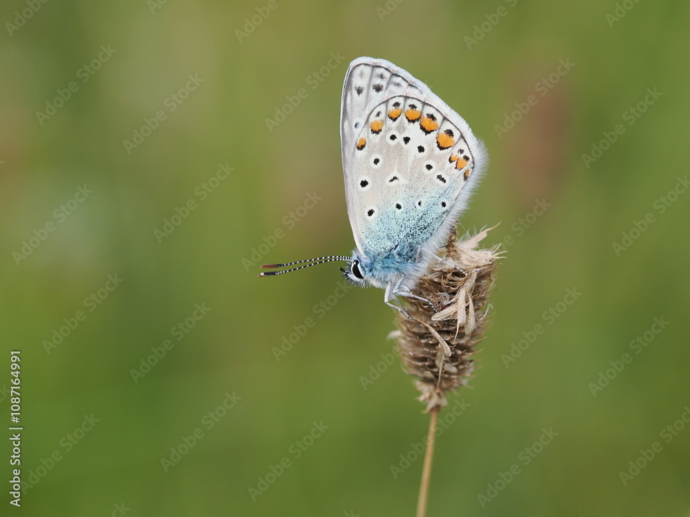 custom made wallpaper toronto digitalModraszek ikar (Polyommatus icarus) wśród traw