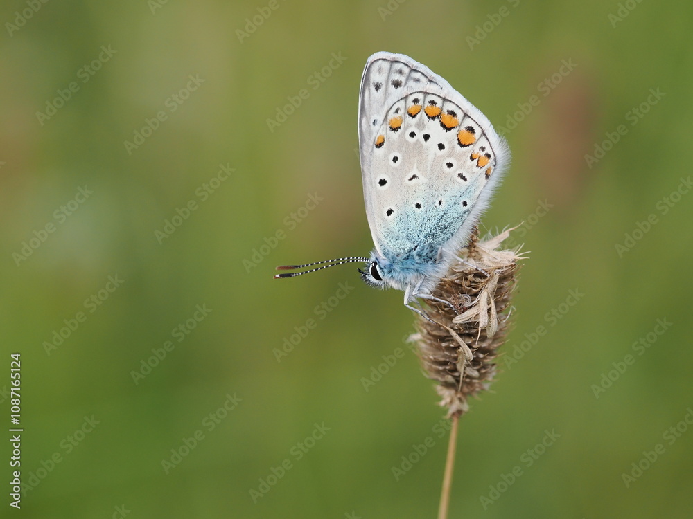 Fototapeta premium Modraszek ikar (Polyommatus icarus) wśród traw