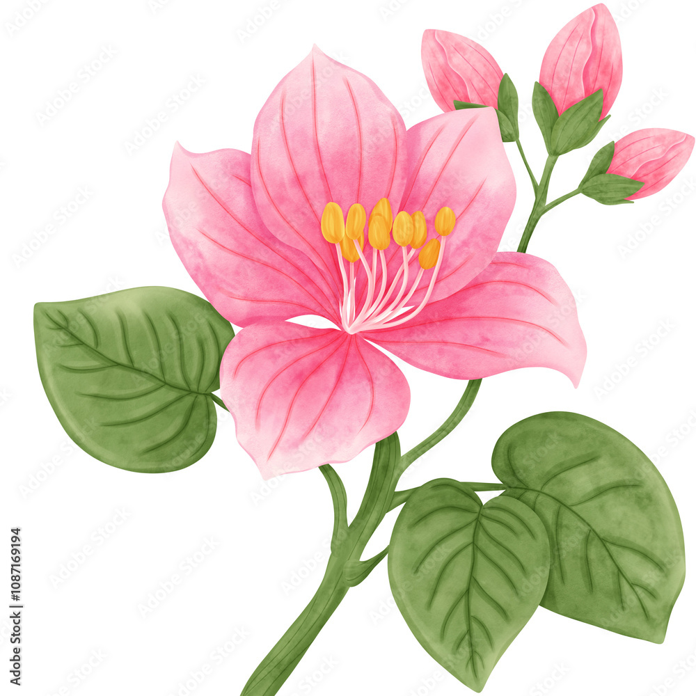 pink flower pink flower