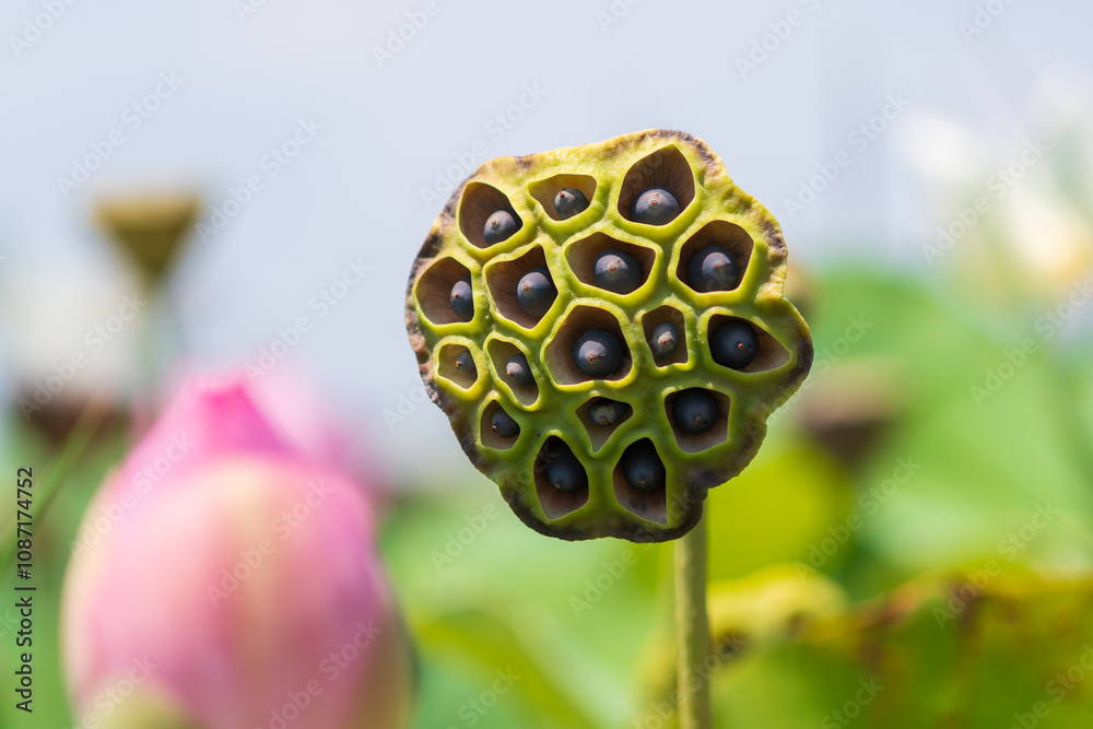 Lotus Seed Pod in a Natural Garden Setting Lotus Seed Pod in a Natural Garden Setting