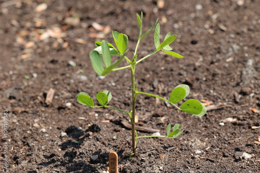 Jolie plant d'arachide vert en croissance Jolie plant d'arachide vert en croissance