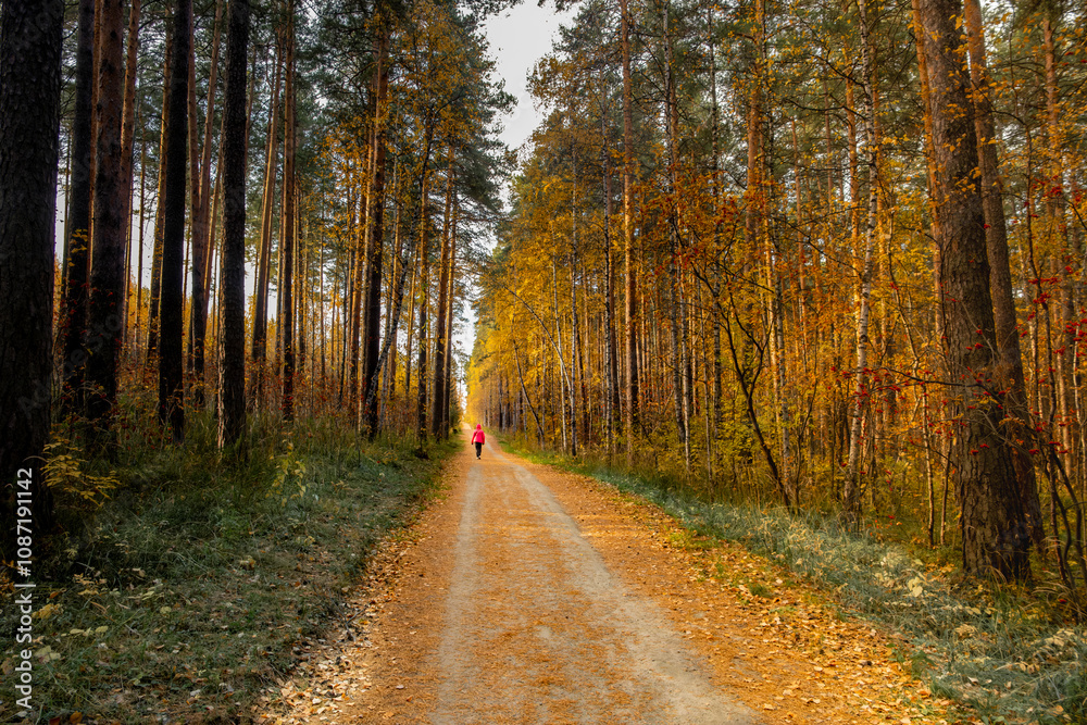 A road for walking in the autumn forest. A road for walking in the autumn forest.