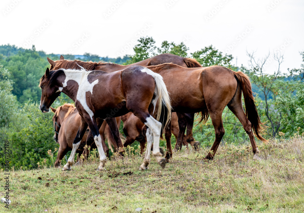 A herd of horses in a field on a summer day. A herd of horses in a field on a summer day.