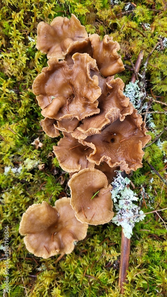 Fototapeta premium mushrooms on the tree
