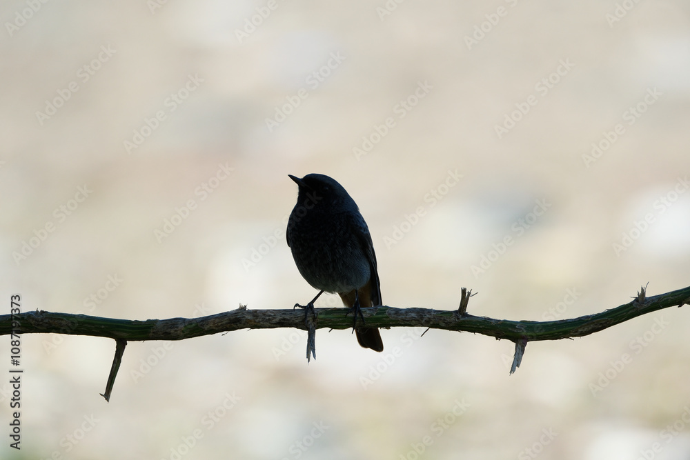 Obraz premium Black bird perched on a twig with blurred background. Bird silhouette