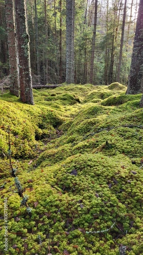 green moss on the tree