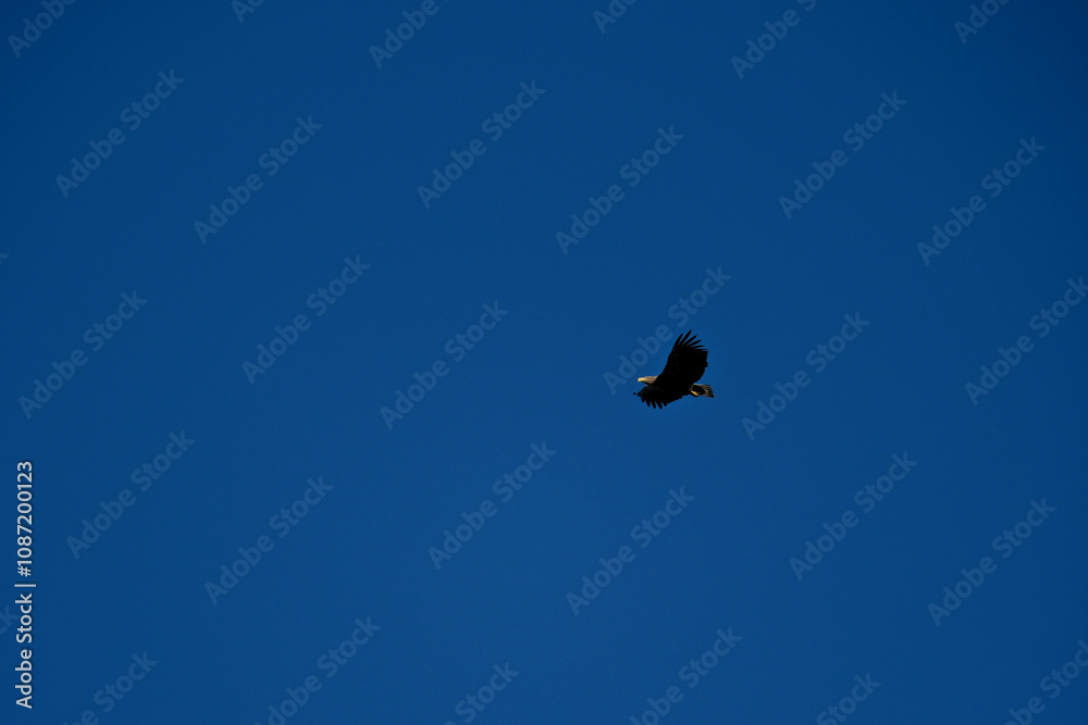 White-tailed eagle (Haliaeetus albicilla) in flight. Silhouette of a bird of prey flying in the blue sky White-tailed eagle (Haliaeetus albicilla) in flight. Silhouette of a bird of prey flying in the blue sky