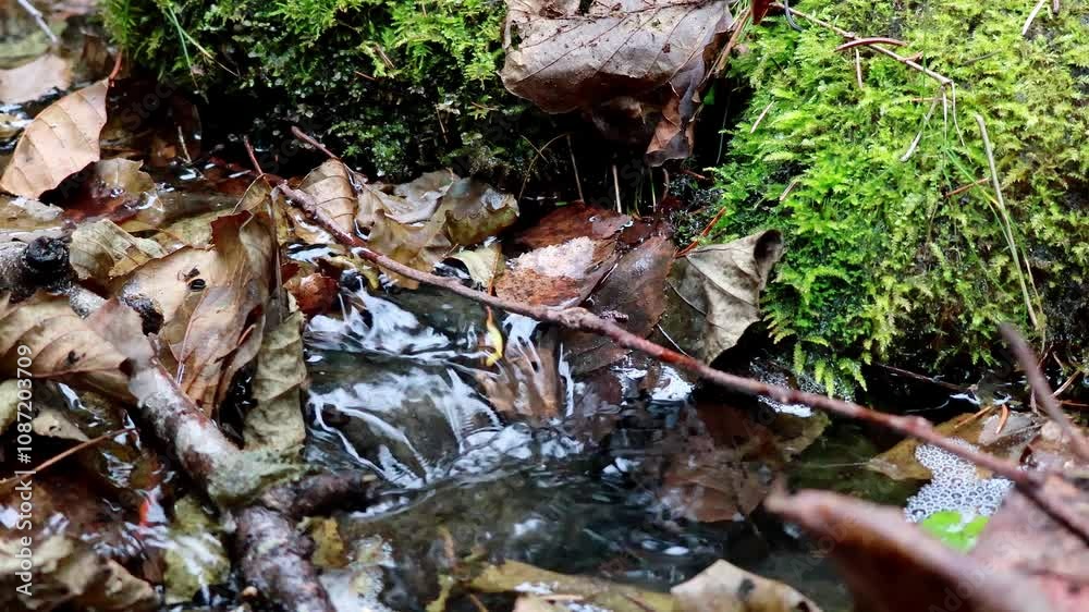 Close up video of crystal clear water running in mountain forest creek. Small water drops splashing, sunny spring day. 4k video Close up video of crystal clear water running in mountain forest creek. Small water drops splashing, sunny spring day. 4k video