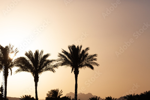 Silhouette of palm trees and mountains at sunset. Golden hour.