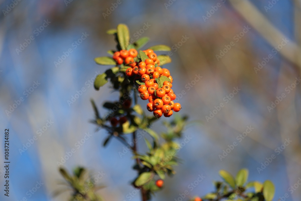 Pyracantha angustifolia is a species of shrub in the rose family Pyracantha angustifolia is a species of shrub in the rose family