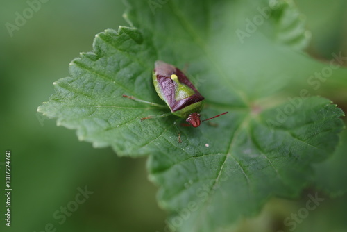 Joli insecte Punaise Cormier, Punaise puante de Banasa, Banasa dimiata