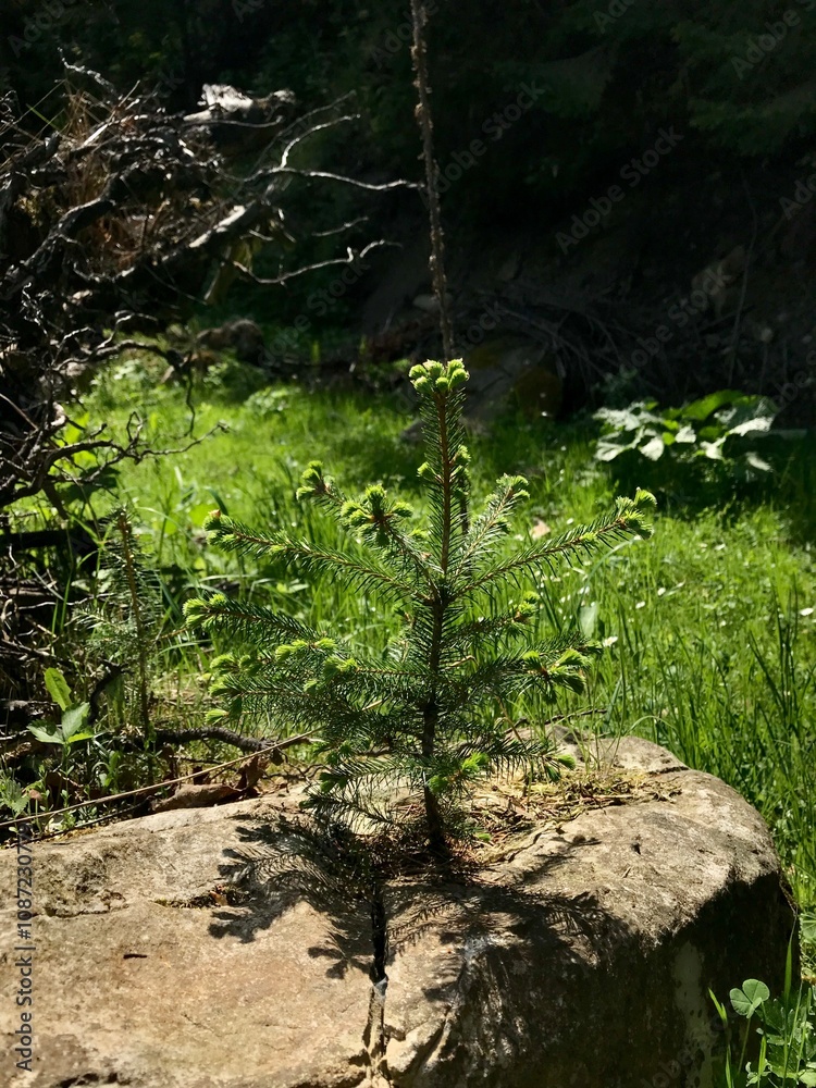 Fototapeta premium Young evergreen tree growing in a forest clearing sunlight