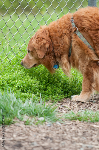 golden retriever dog standing near a fence