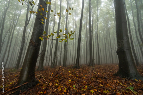Autumn foggy mountain beech forest with wet tree trunks and crowns Velka Javorina, White Carpathians mountains, Czech Republic photo