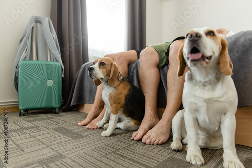 Canvas Print Couple relaxing with beagle dogs and suitcase nearby