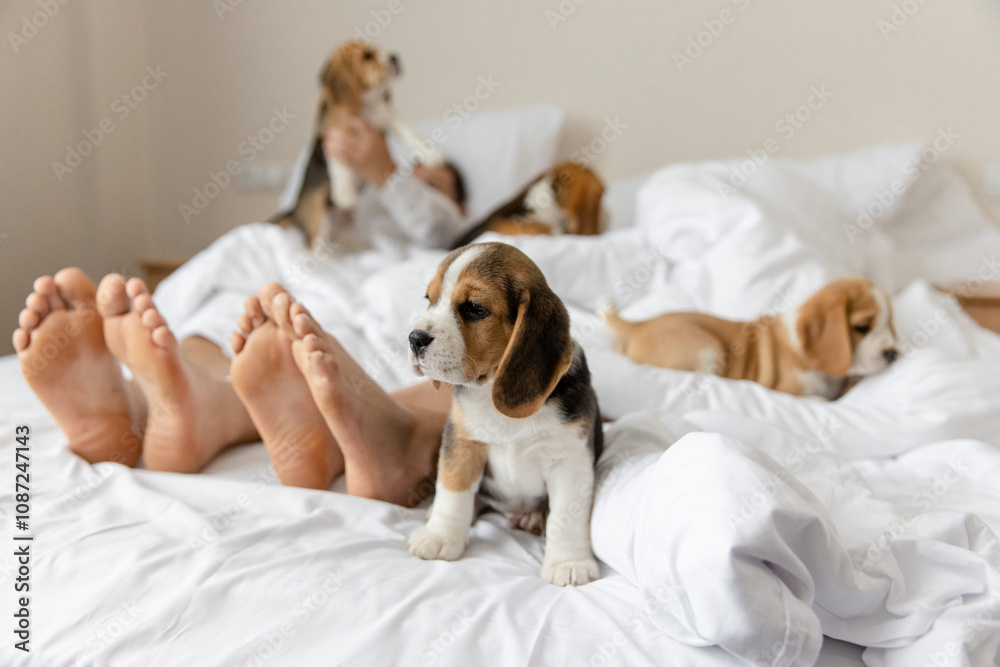 Playful beagle puppies on bed with resting couple Playful beagle puppies on bed with resting couple