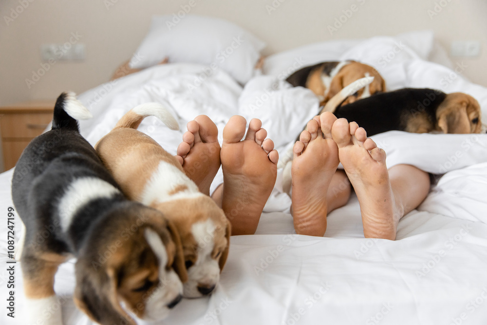 Playful beagle puppies on bed with resting couple Playful beagle puppies on bed with resting couple