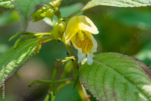 Beautiful yellow flowers of Impatiens urticifolia, close-up. Flora. Botanical garden.