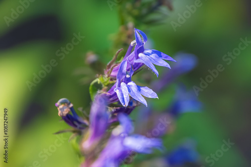 Beautiful blue flowers Lobelia siphilitica, close-up. the great blue lobelia, great lobelia, blue cardinal flower. an herbaceous perennial dicot. photo