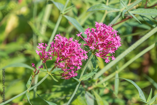 Beautiful pink flowers of Valeriana rubra. the red valerian, spur valerian, kiss-me-quick, fox's brush, devil's beard, Jupiter's beard.