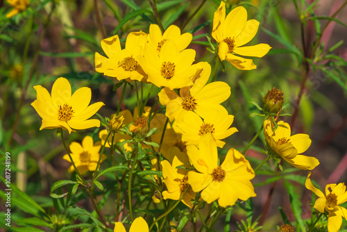 Beautiful yellow flowers of Bidens aristosa. bearded beggarticks, western tickseed, showy tickseed, long-bracted beggarticks, tickseed beggarticks photo