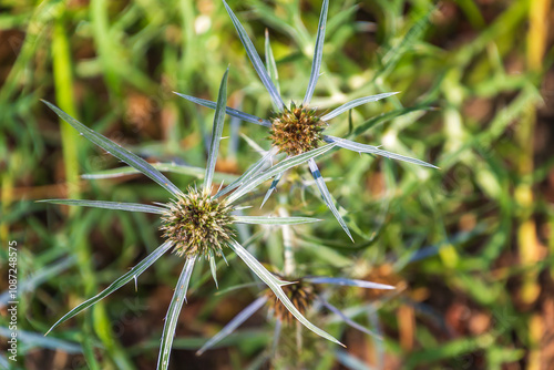Eryngium campestre. field eryngo, Watling Street thistle. a stiff, hairless, prickly perennial plant. photo