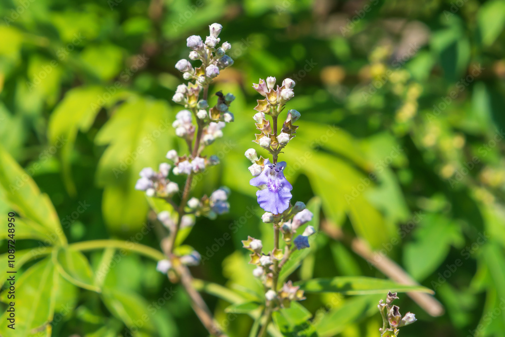Violet flowers Vitex negundo. the Chinese chaste tree, five-leaved chaste tree, horseshoe vitex, nisinda. Violet flowers Vitex negundo. the Chinese chaste tree, five-leaved chaste tree, horseshoe vitex, nisinda.